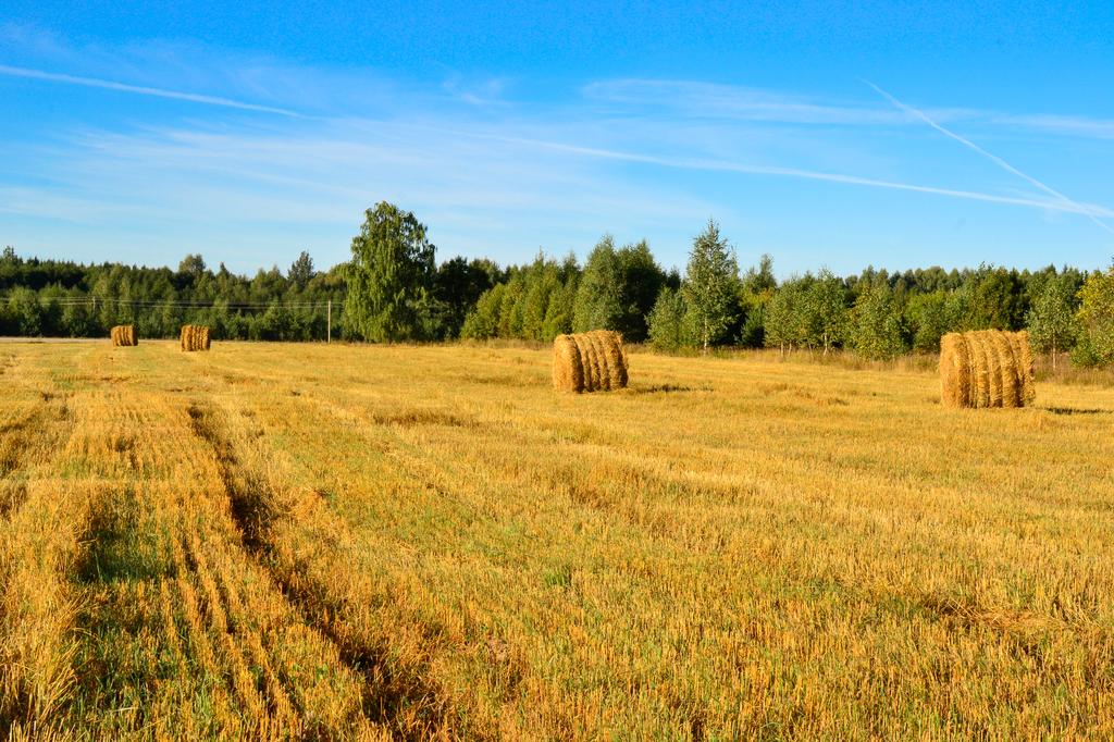 Сельский пейзаж _dsc0529.jpg